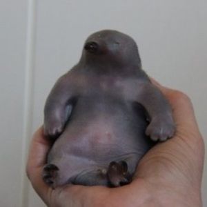 Meet your Posher, Emma